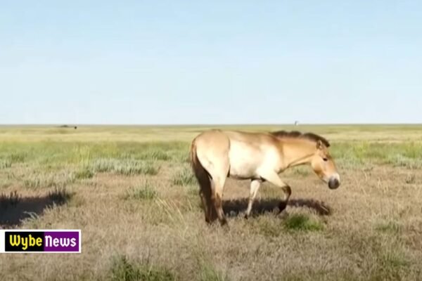 Wild horses return to Kazakh plain after centuries